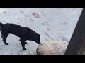 Perro Espia