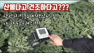 비가 없고 날이 이정도로 가뭄이 심한데 예전 처럼 관수 관주 한다고? 가 농사 그러다가 농사 망해요