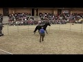 Watch Monty Roberts Put First Saddle Bridle And Rider Up In 30 Minutes On Corona