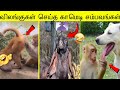விலங்குகள் செய்த 100 காமெடி சம்பவங்கள்