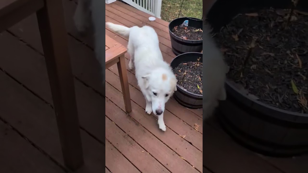 Enlarge Faith, an adopted Great Pyrenees in Haymarket, VA video 6/6
