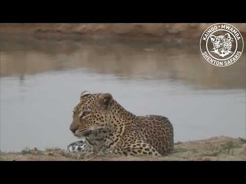 Young leopardess watches a hippo enter the water