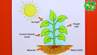 How to Draw Photosynthesis Process Step by Step | Easy Science Drawing for Students