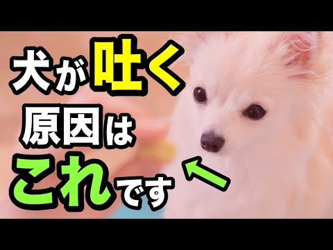 犬の嘔吐の原因