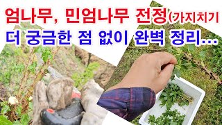 엄나무, 민엄나무, 유목, 성목 가지치기 법. 더 궁금한 점 없이 완벽 정리(텃밭농장 몇 그루 있는 엄나무나…