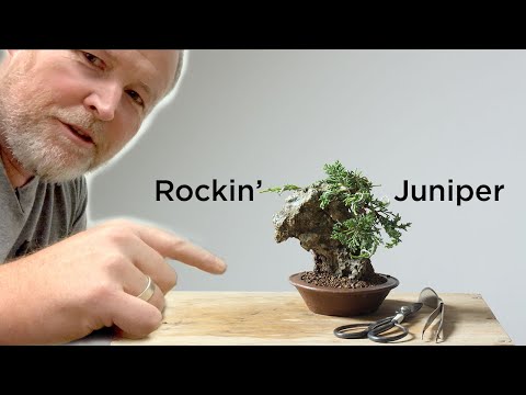 Bonsaify | Creating a Juniper Bonsai Rock Planting Step-by-Step