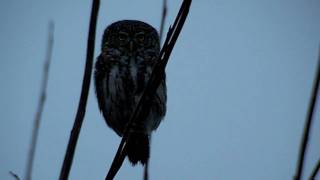 preview picture of video 'Pygmy Owl 2'