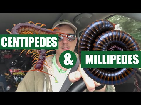 How To Get Rid Of Centipedes & Millipedes ( 3 Easy Steps )