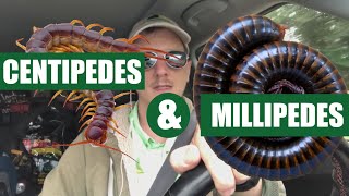 How To Get Rid Of Centipedes & Millipedes ( 3 Easy Steps )