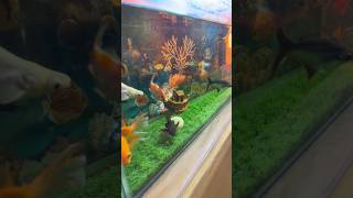 Download lagu My Cleaner Fish Died 🐠 #fish #aquarium #shorts mp3