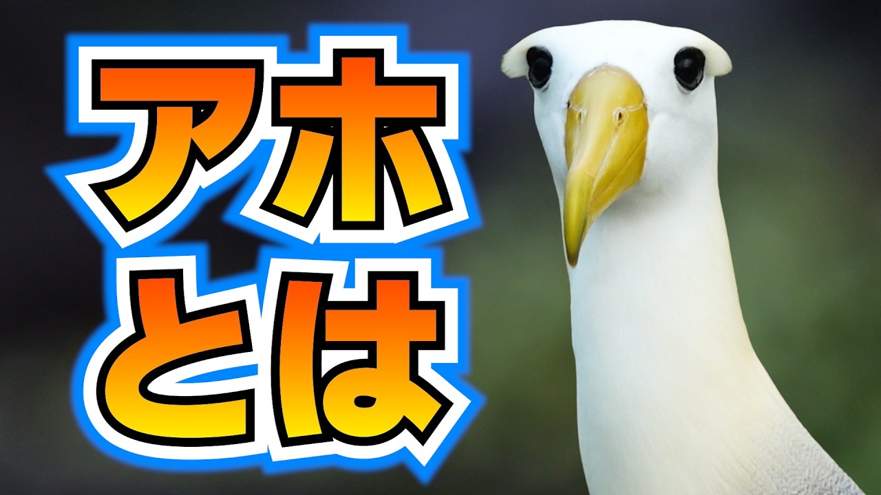アホウドリ、屈辱のアホ扱いをされる