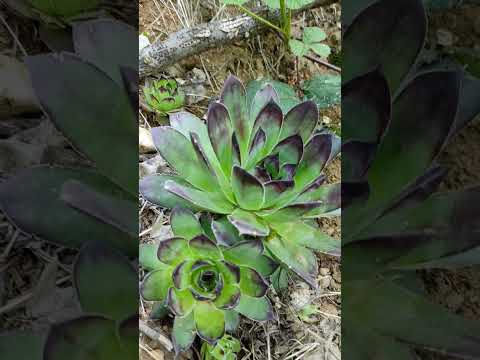 Elsősegély nyújtó gyógynövény, sebgyógyító, fájdalomcsillapító, gyulladáscsökkentő - Házi kövirózsa