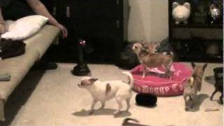 Chihuahua Vs Rattlesnake