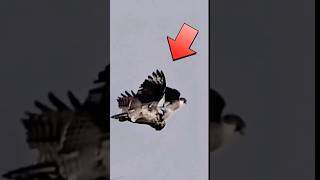 Download lagu 'Pertarungan elang vs owl di udara'(Eagle vs Owl Fight in the Air)#birds#shortvideo#shorts#eagles mp3
