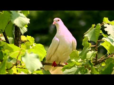 Aschenputtel (2010) - Trailer