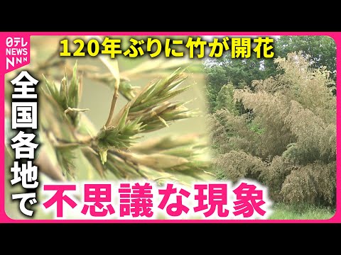 生垣用の竹はどれが非追跡品種で、メンテナンスが簡単ですか