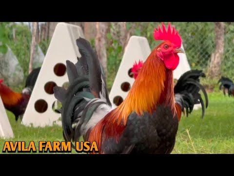 Albany Cowan Kelso - AVILA FARM USA