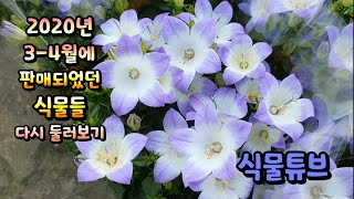 [양재꽃시장] 추운날씨 집에서 편안히 3월,4월 판매되었던 식물들 감상하세요~ #양재꽃시장 #식물튜브 #pl…