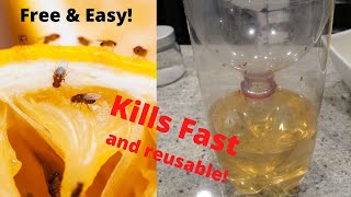 How to make a Gnat/Fruitfly trap
