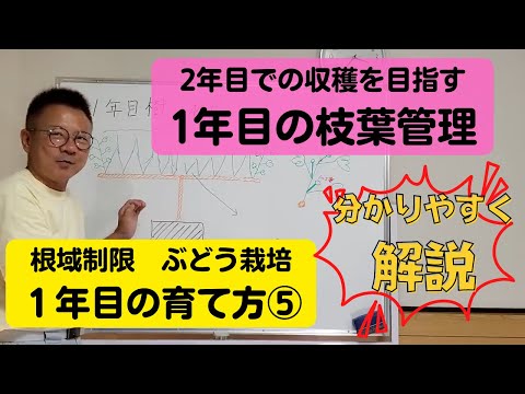 エンドウ豆を殻に蒔く