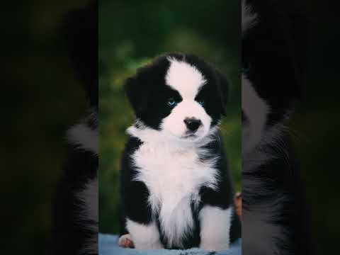 Perros Pastor Australiano en venta