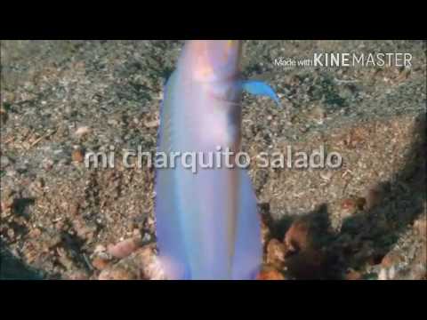Desde mi charquito salado....