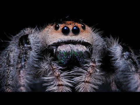 The CUTE, the CREEPY, & the DEADLY - Jumping, Fishing, & Sand Spiders!