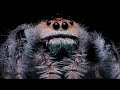 The CUTE, the CREEPY, & the DEADLY - Jumping, Fishing, & Sand Spiders!