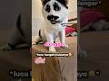KUCING BERKUMIS #shorts