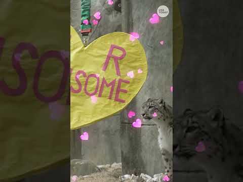 Zoo animals tear into heart-shaped Valentine's Day treats #Shorts