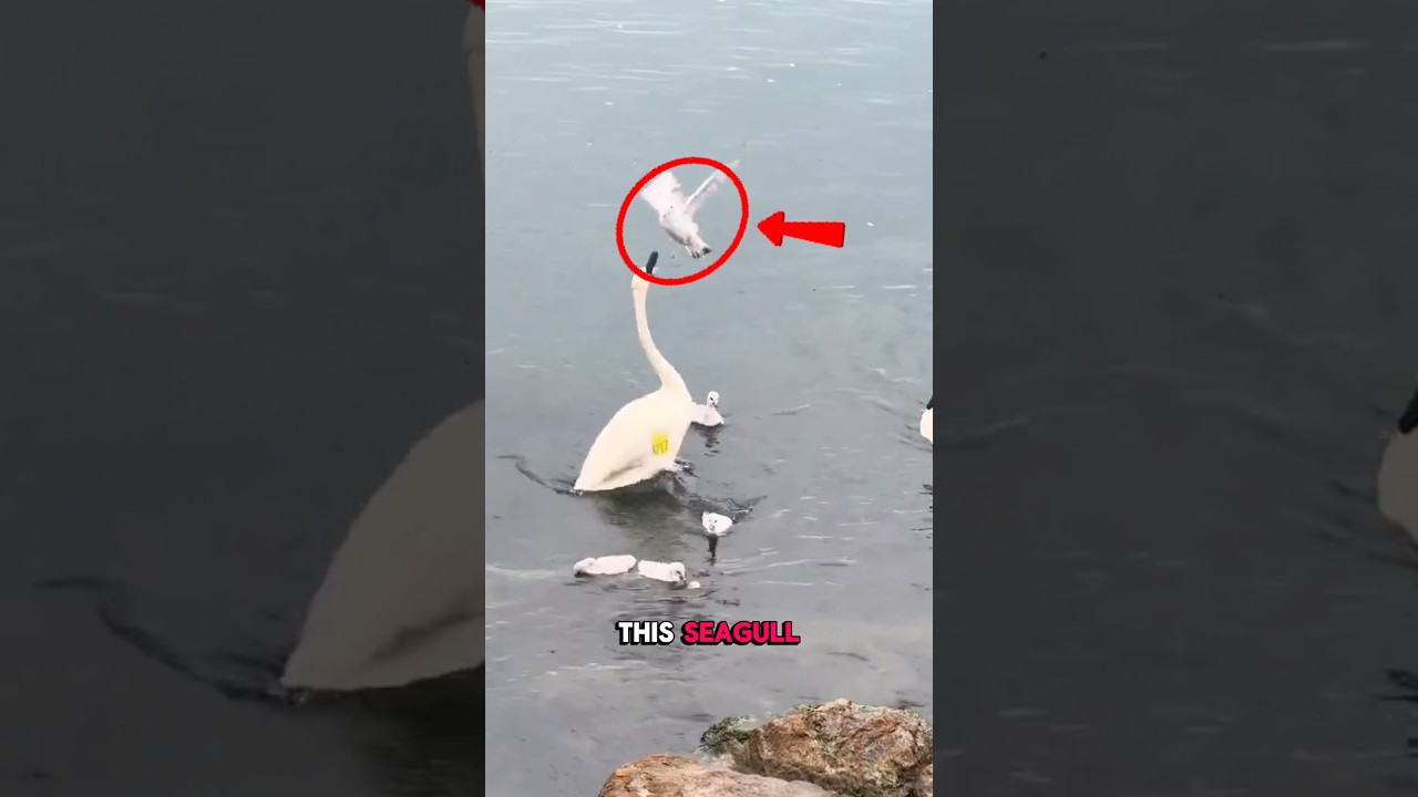 Animals that underestimated their prey and paid dearly, part 2 #animals #wildlife