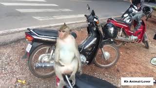 🐒Awesome Videos Monkey Meeting With Tourist🐒 Funny Monkey Mating 2017