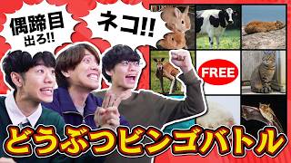 哺乳類ビンゴやってみたらネズミとコウモリばっかりで思ってたのと違う【猫ちゃんどこ？】