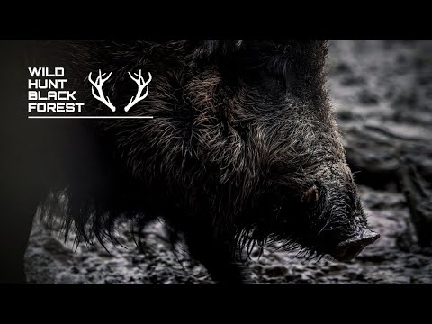 Erfolgreiche Sauenpirsch bei Nacht/Wildboarhunt - Nachtschicht #1 - WildHuntBlackForest
