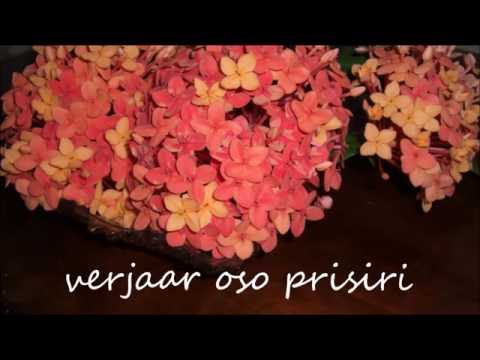 Sabakoe Live - Verjaar Oso Prisiri