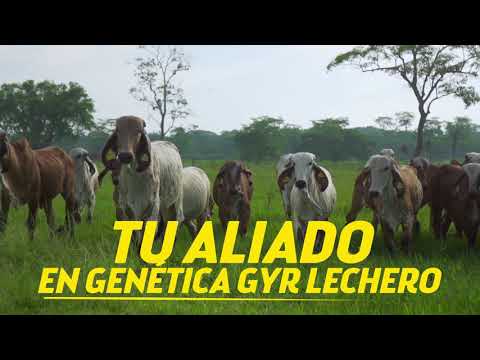 Próximamente, catálogo y venta de Hembras y Sementales Gyr. 5to. Día de Campo con Brasuca 2021.