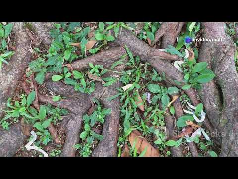 The Secret Language of Trees: How Forests Communicate 🌲🔗