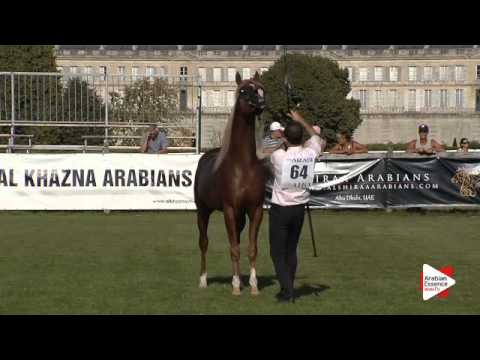 N.64 AL BAHHAR JFD - Chantilly 2015 AWC - Colts 3 years old (Class 8)