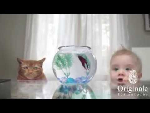 ORIGINALE FORMATURAS CURITIBA SONORIZAÇÃO - PARANÁ - BRASIL - FORMATURA