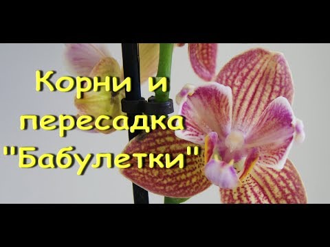 Орхидея "БАБУЛЕТКА":корни,ПЕРЕСАДКА.