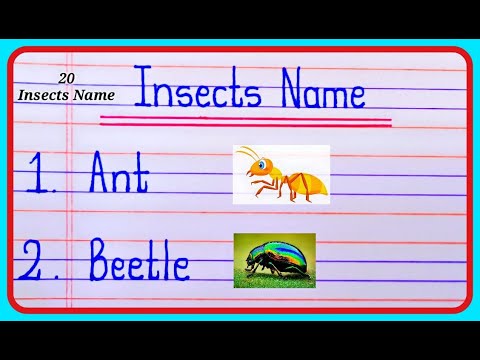 Insects Name In English | Names of Insects | 20 insect names | कीड़े मकोड़े के नाम