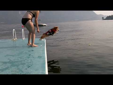 Funny dog videos - The Corgi Jump 