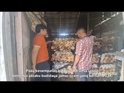 Budidaya Jamur Tiram