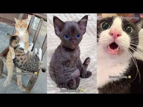 BRUSCHIMICHIS 😹 | 2 Horas De Risa Con Gatos Divertidos y Chistosos #6