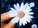 Fleur video
