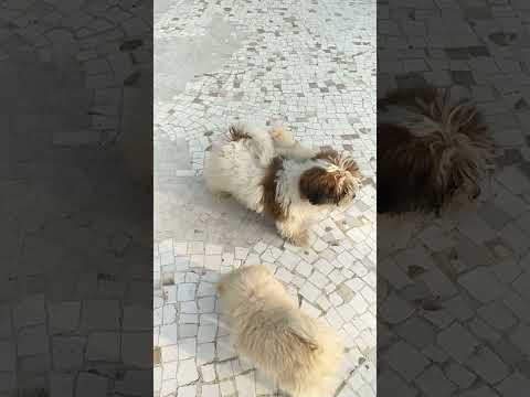 shihtzu Male puppy & Pom Female puppy for sale in Hetvee pet's Ahmedabad 9898828609