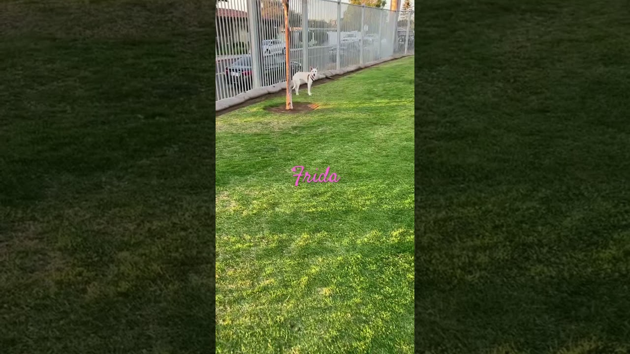 Enlarge Frida, a Adoptable mixed breed in San Diego, CA video 4/4