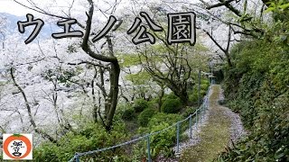 preview picture of video '桜の名所 則岡豊松 さんの作った ウエノ公園 【 うろうろ和歌山 Travel Japan 】 和歌山県 有田市 cherry blossoms'