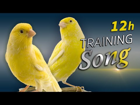 Canary 12h Singing - The Best Training Song