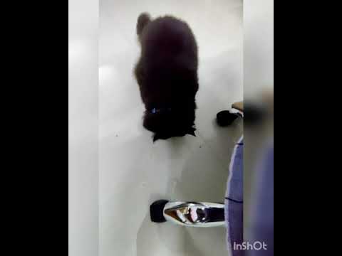 Persian cat loves to eat chocolate